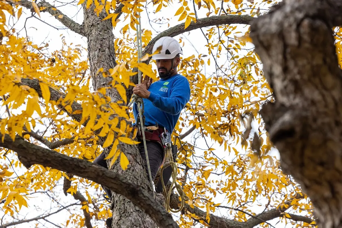 Skilled Storm Damage Cleanup crew working in Davenport