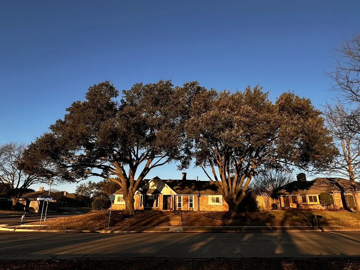 Established residential canopy tree shading a home in Davenport